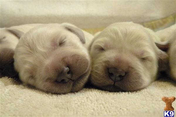 Puppies in Hayward